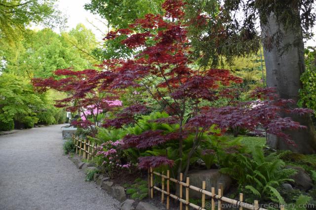 Japanese Maple Trees @ Tivoli Gardens.jpg
