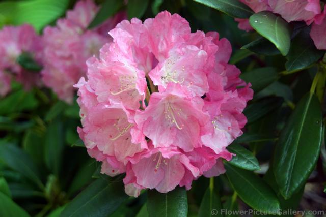 Danish Pink Hydrangea Flower .jpg
