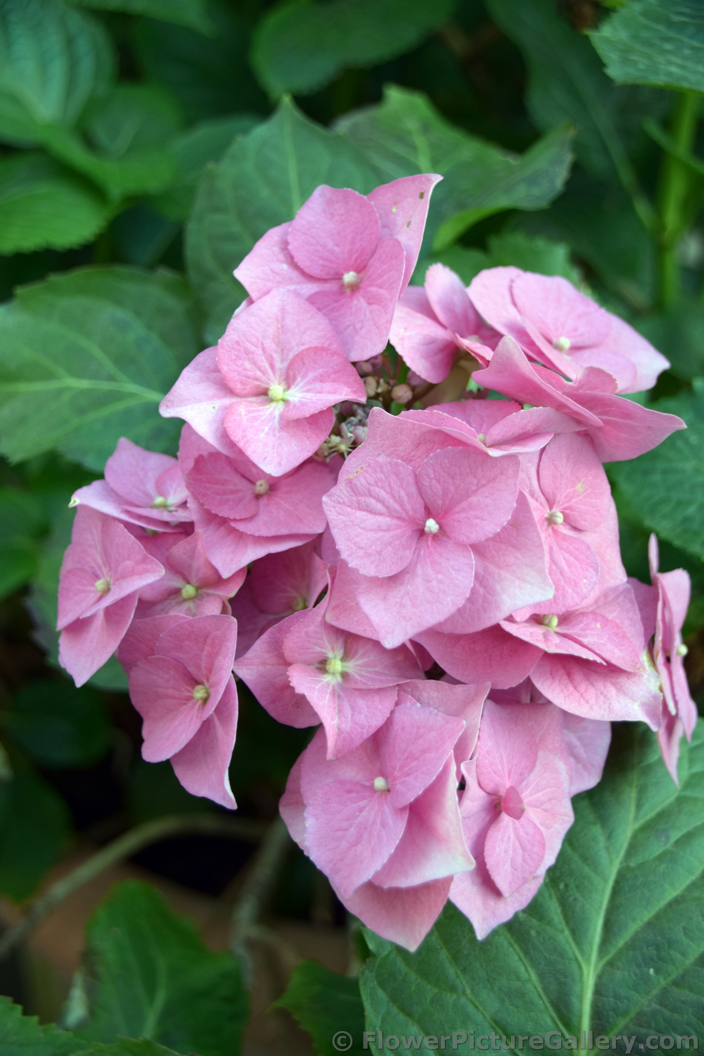 Northern European Hydrangea in Pink.jpg