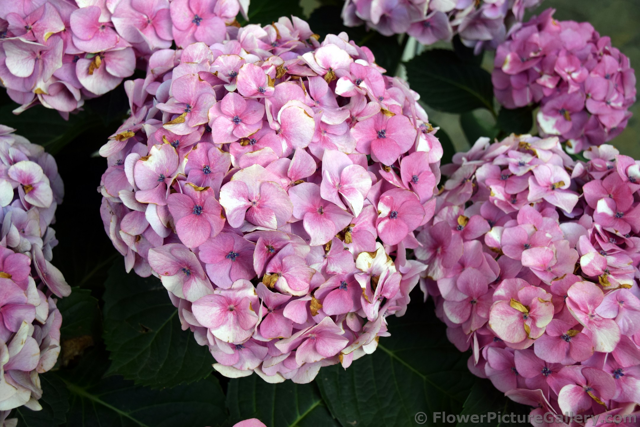 Danish Hydrangea Flowers in Pink.jpg