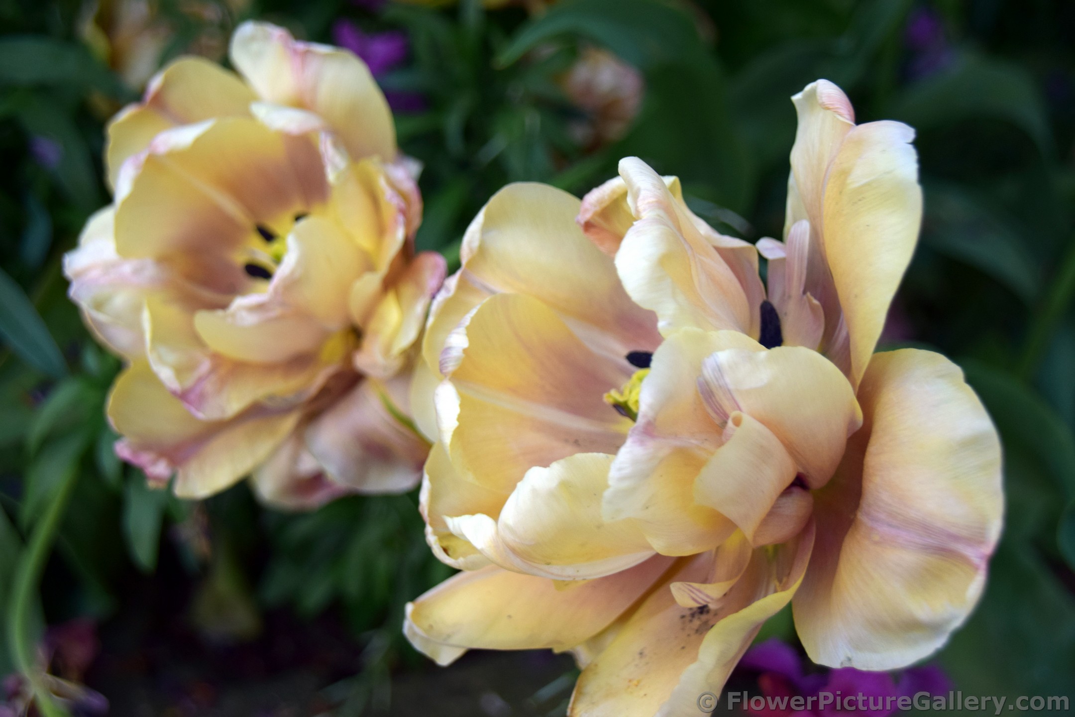 Light Yellow Layered Tulips of Denmark.jpg