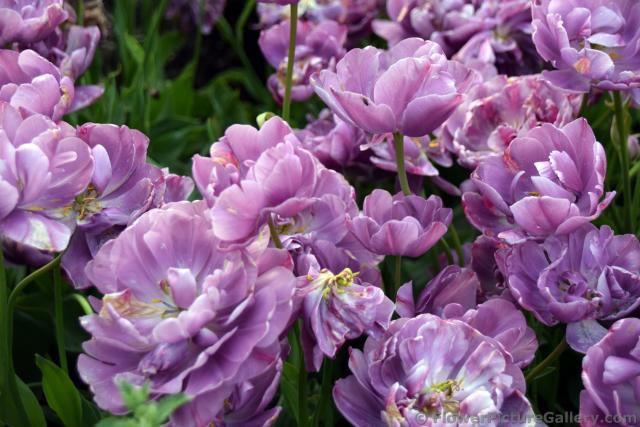 Lilac Tulips of Northern Europe.jpg