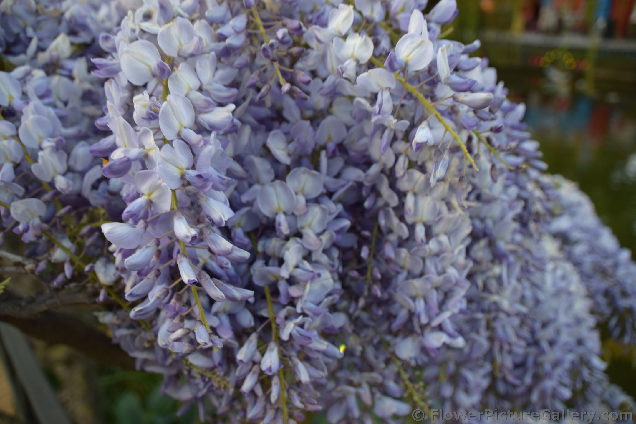 Purple and White Syringa Lilac Flowers of Scandinavia.jpg