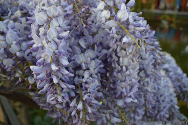 Purple and White Syringa Lilac Flowers of Scandinavia.jpg