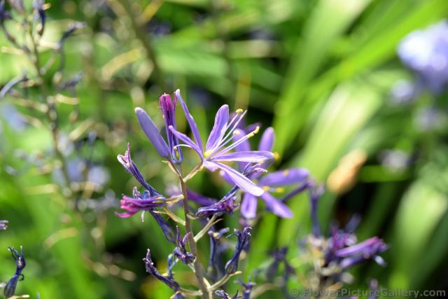 6 Petal Purple Flower with yellow Stamen of Copenhagen Denmark.jpg