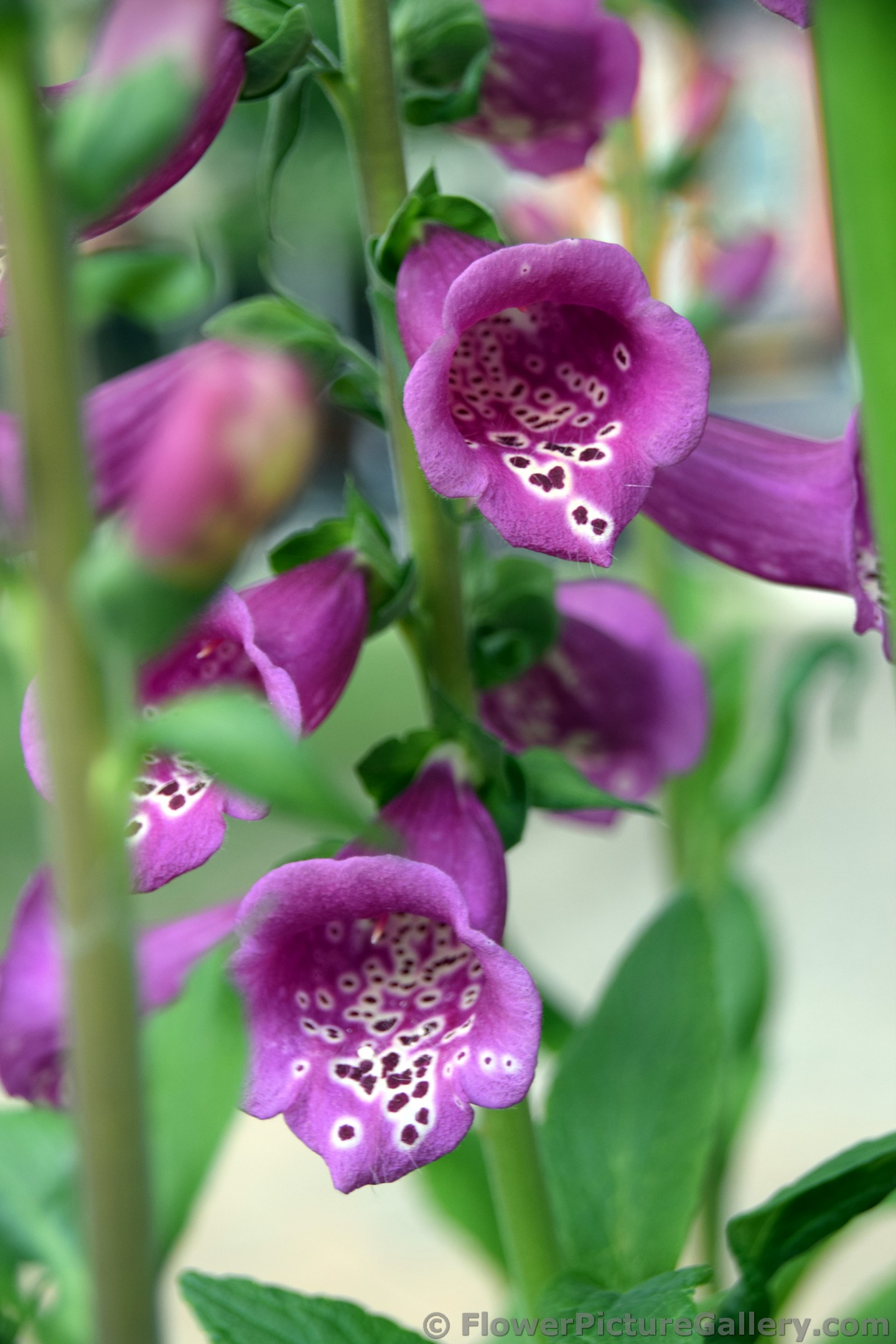 Bell Shape Purple Flowers Identified as Digitalis Purpurea.jpg