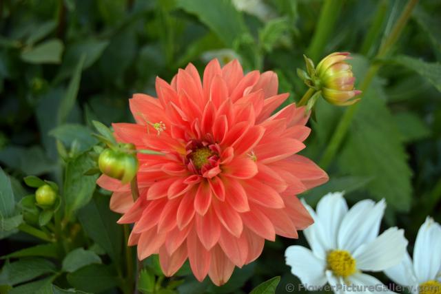 Danish Orange Dahlia Flower.jpg