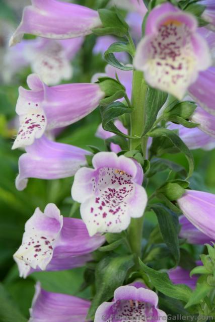 Pink Bell Shape Flowers Identification is Digitalis Purpurea Common Foxgrove.jpg