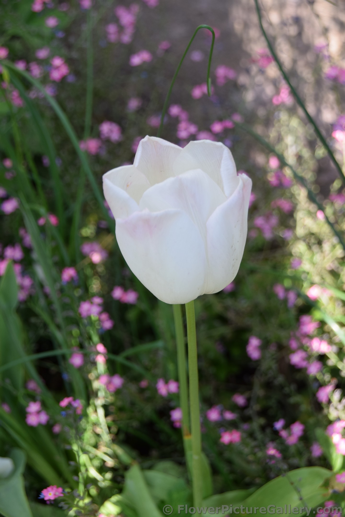 Beautiful White Tulip with Little Pink Flowers in Background.jpg