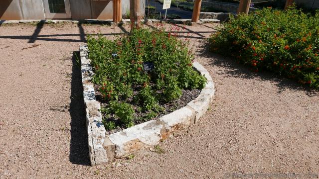 Red Tropical Sage Flowers @ Lady Bird Johnson Wildflower Center.jpg