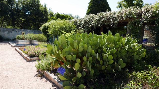 Edible Cactus Plants @ Lady Bird Johnson Wildflower Center.jpg