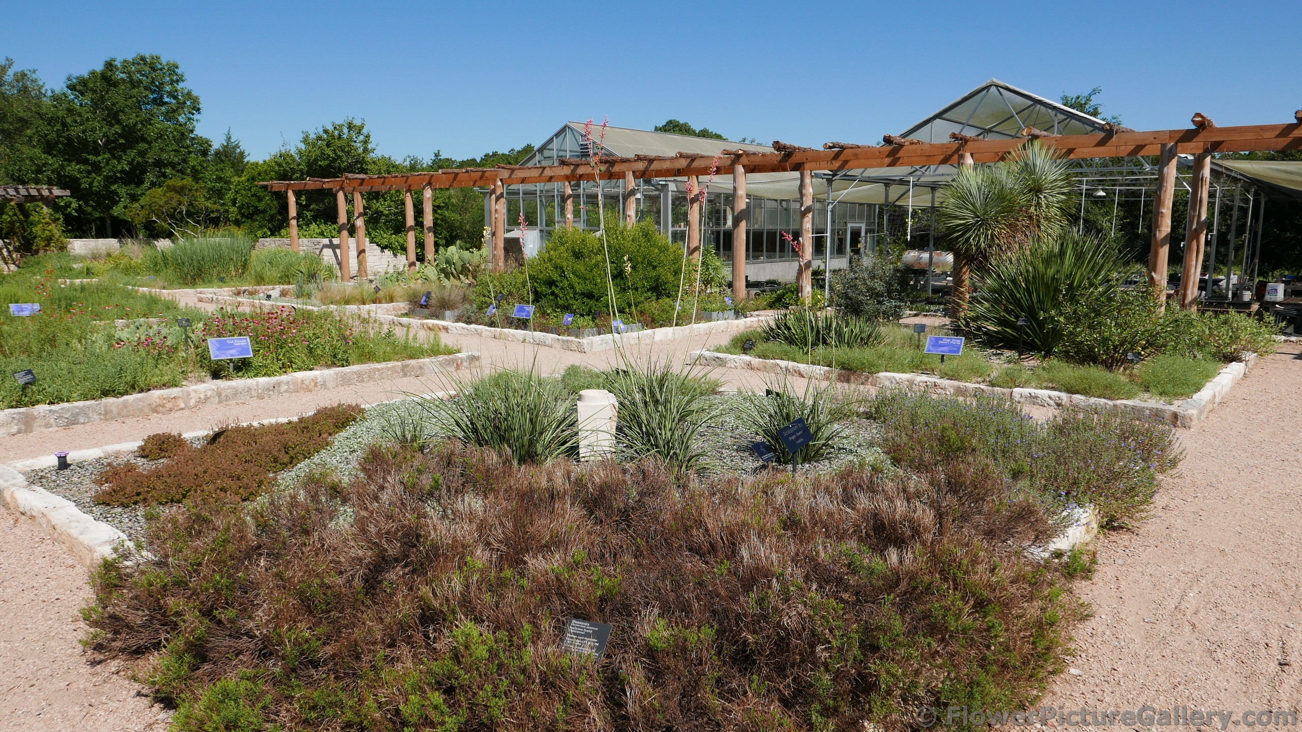 Desert Plants @ Lady Bird Johnson Wildflower Center 2015.jpg