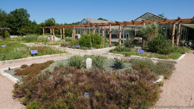 Desert Plants @ Lady Bird Johnson Wildflower Center 2015.jpg