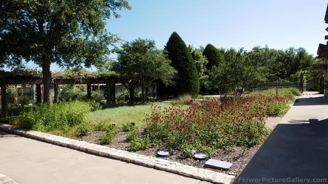 Purple Coneflower Garden @ Lady Bird Johnson Wildflower Center.jpg
