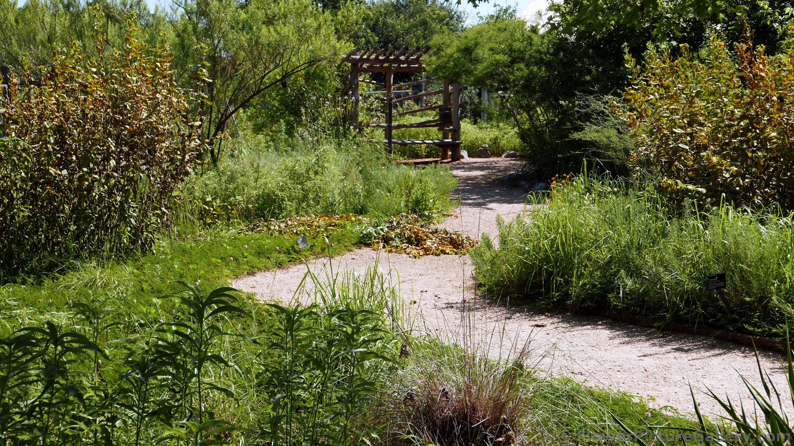 Tall Grass Meadow area of Lady Bird Johnson Wildflower Center.jpg