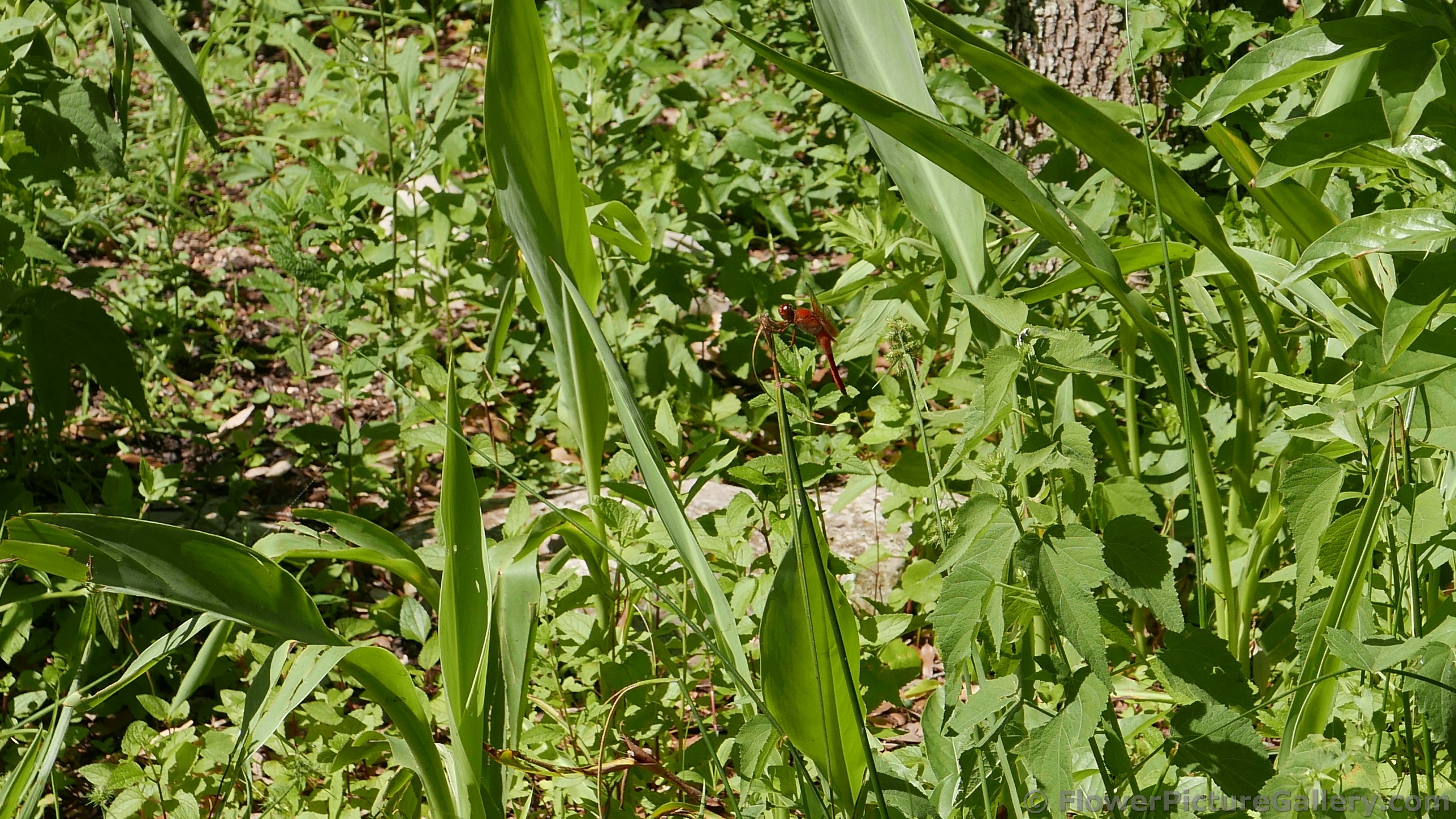 Red Dragonfly @ Lady Bird Johnson Wildflower Center.jpg