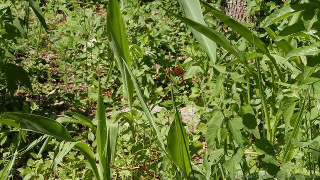 Red Dragonfly @ Lady Bird Johnson Wildflower Center.jpg