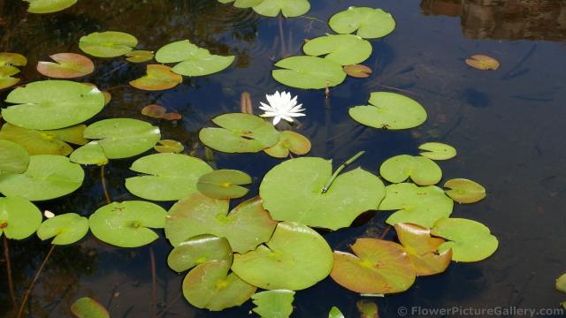 Water Lily Pads @ Lady Bird Johnson Wildflower Center.jpg