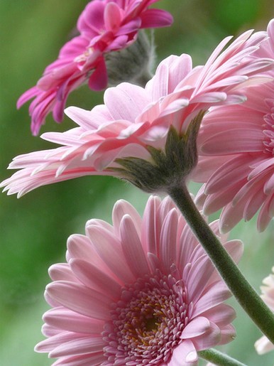 daisy pink flower photo.jpg