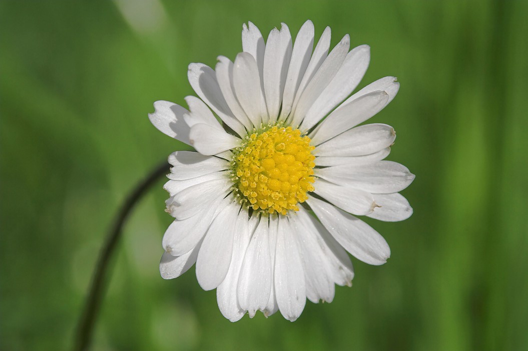 daisy pictures.jpg