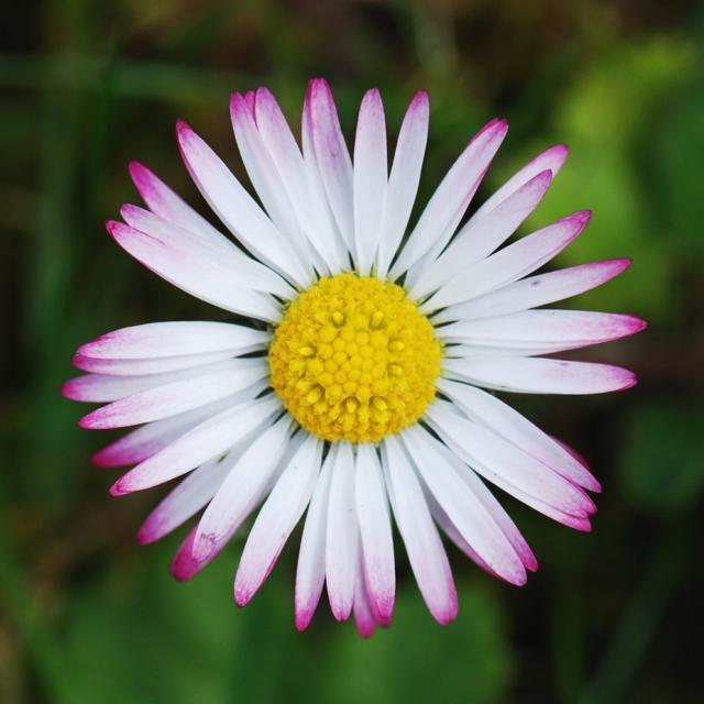 daisy photos.jpg