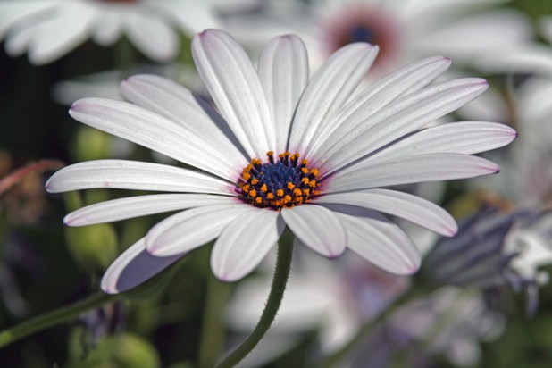 daisy photo.jpg