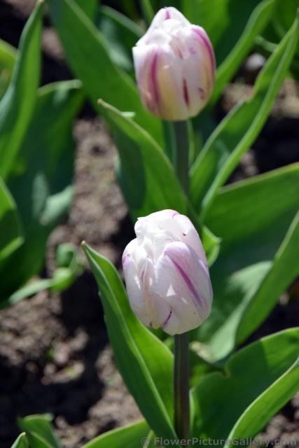 White Tulips with Purple Accents from St. Petersburg Russia.jpg