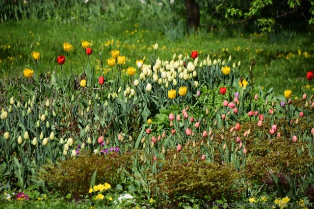 Beautiful Garden of Tulips in St. Petersburg Russia.jpg