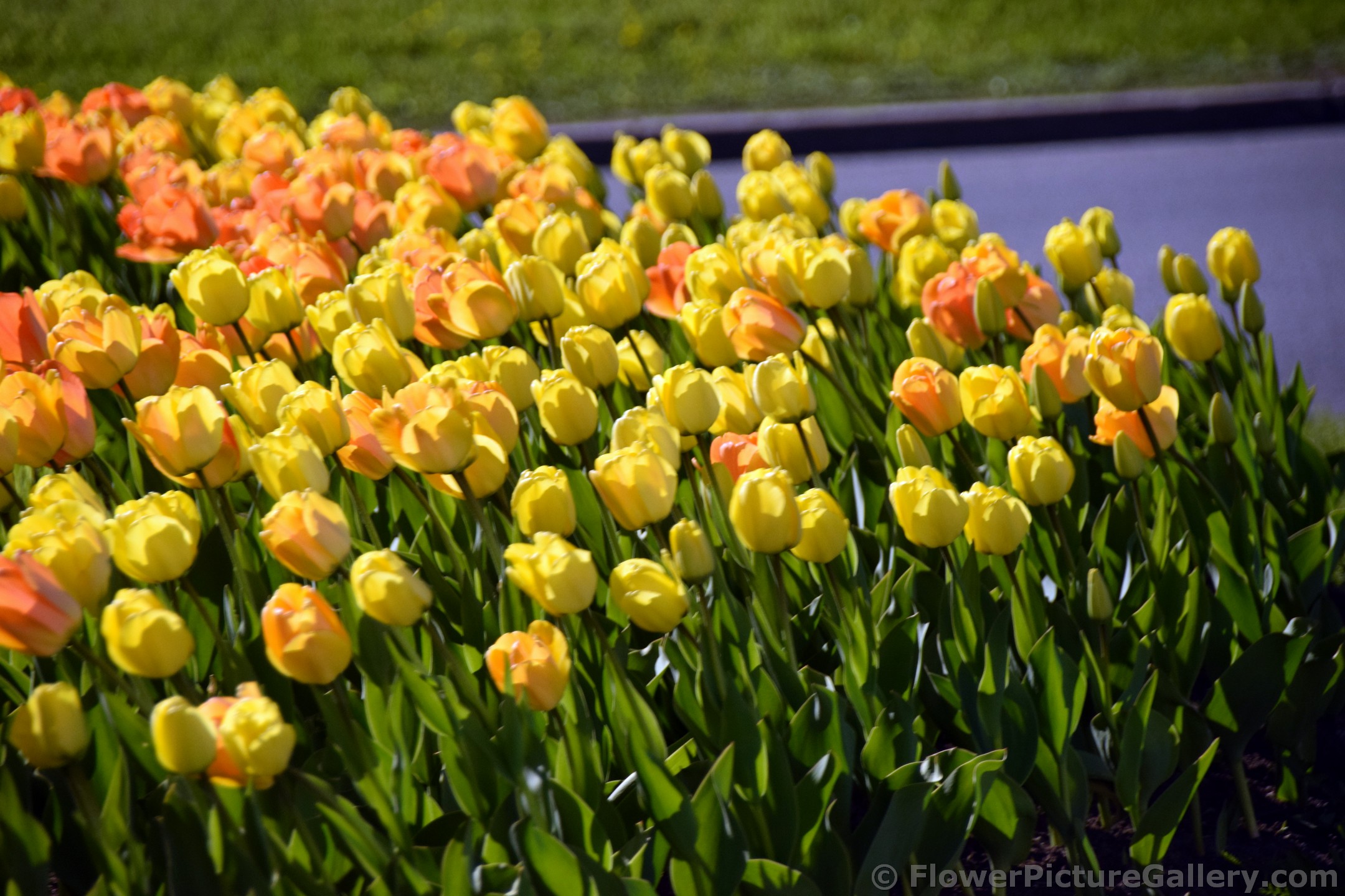 Roadside Tulips Garden of St. Petersburg Russia.jpg