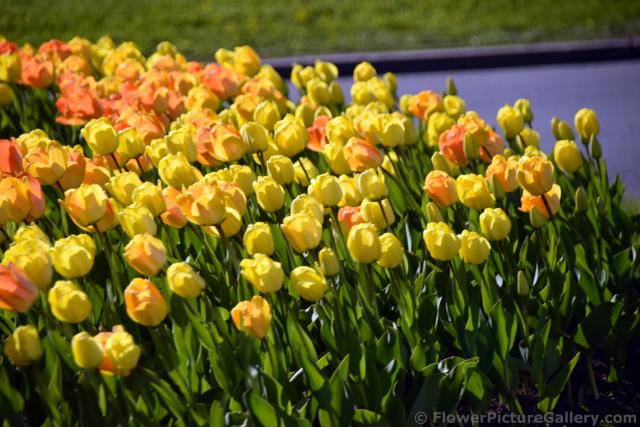 Roadside Tulips Garden of St. Petersburg Russia.jpg