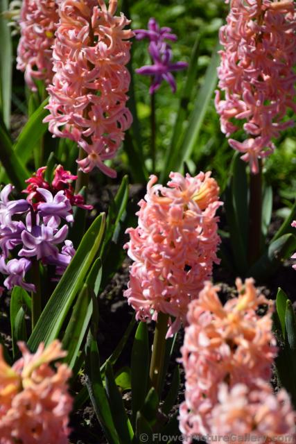 Pink and Purple Beautiful Flowers of St. Petersburg Russia.jpg