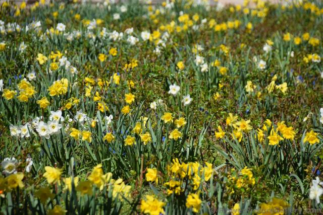 White and Yellow Daffodils Garden of St. Petersburg Russia.jpg