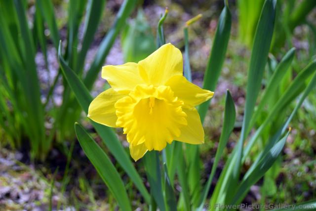 Yellow Daffodil Flower from Finland.jpg