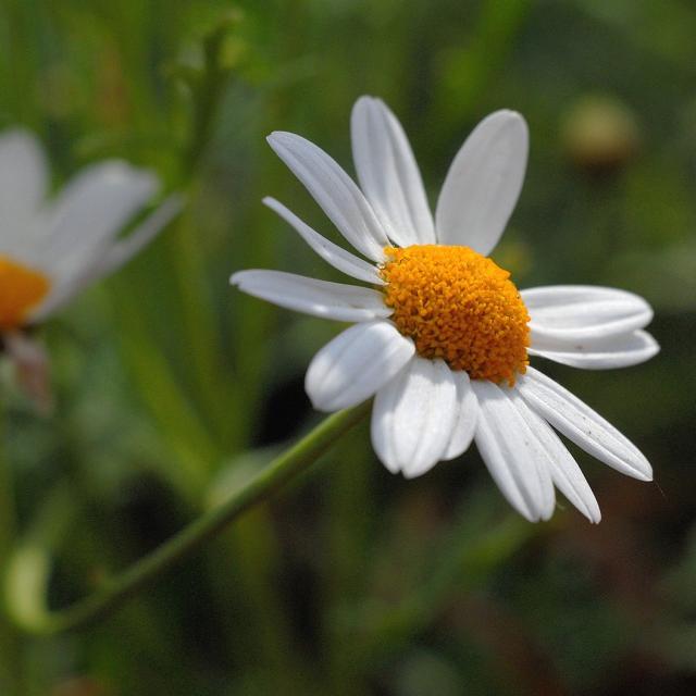 daisy in nature.jpg