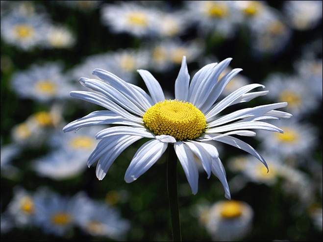daisy image.jpg