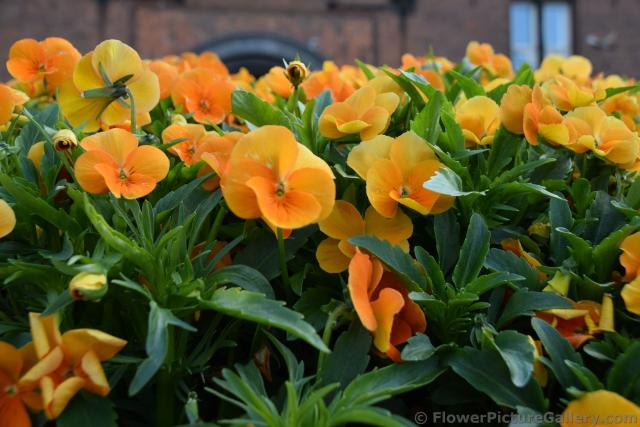 5 Petal Orange Flowers are Pansies of Northern Europe.jpg