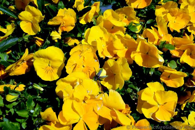 Yellow Pansy Flowers of Denmark.jpg