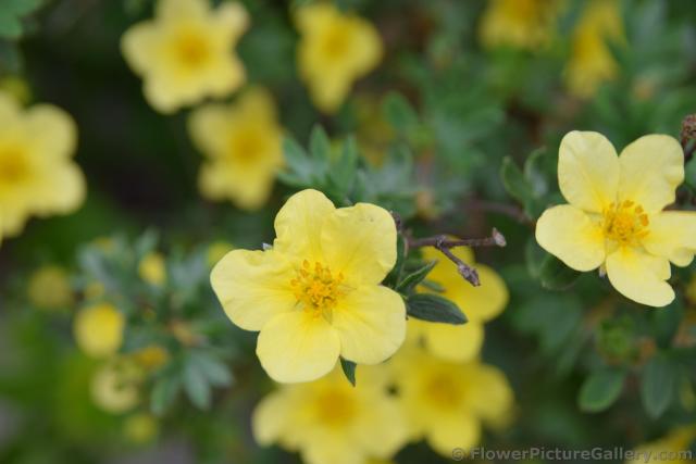 Yellow Five Petal Flowers Called Buttercup in Northern Europe.jpg