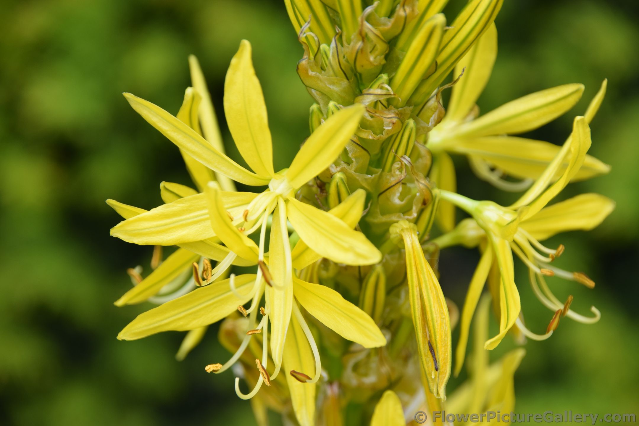 King's Spear Flower Asphodeline Lutea of Denmark.jpg
