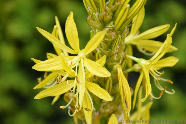 King's Spear Flower Asphodeline Lutea of Denmark.jpg