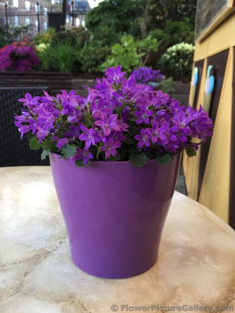 Contemporary Purple Planter with Purple Daisy Flowers inside.jpg