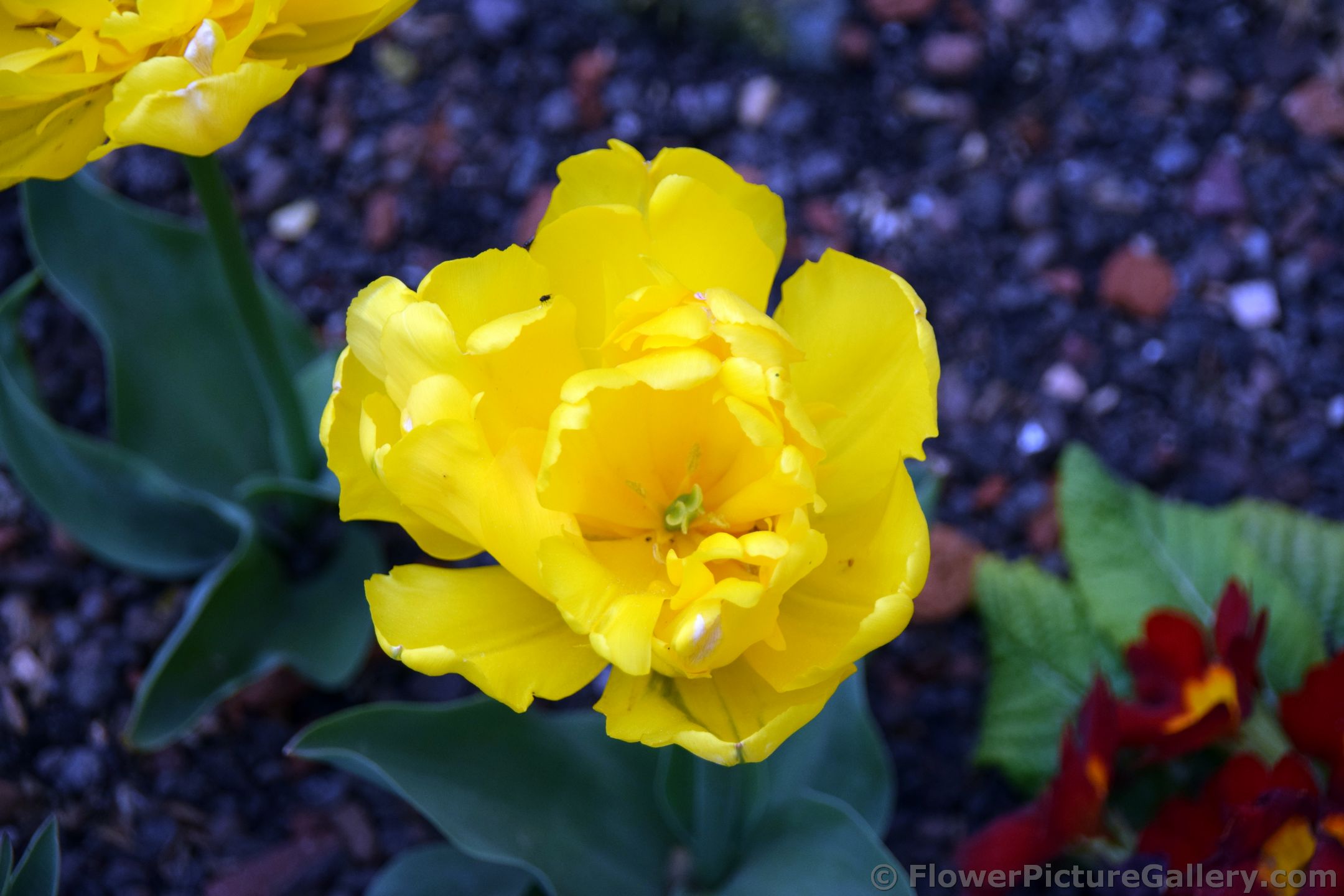 Yellow Rose-like Tulip Close-Up Stock Photo.jpg