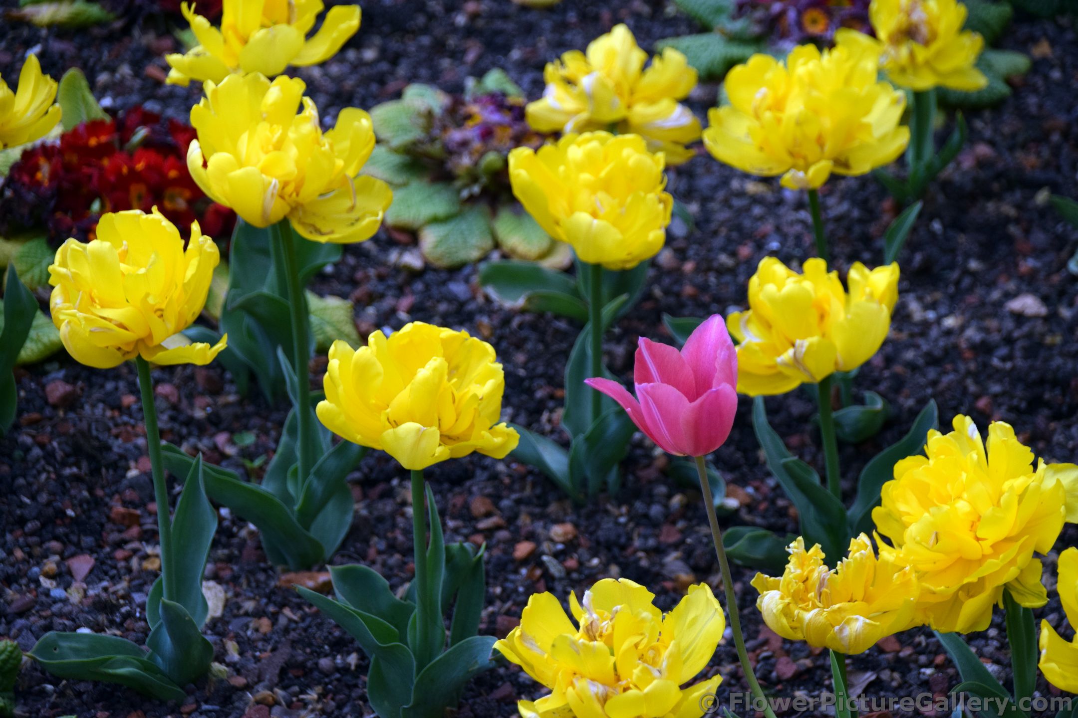 Pink Tulip Amongst Rose-like Yellow Tulips of Germany.jpg