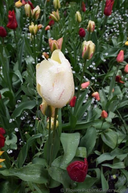 Tulips Garden with Rain Drops on Flowers in Sweden.jpg