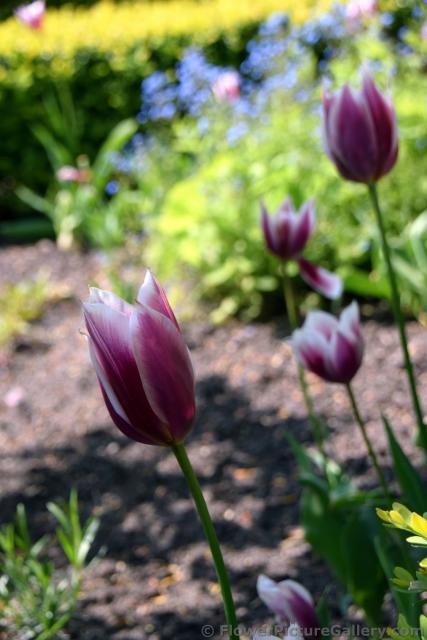 Magenta and White Tulips in a Danish Garden.jpg