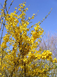 Forsythia Flowers Pictures Gallery