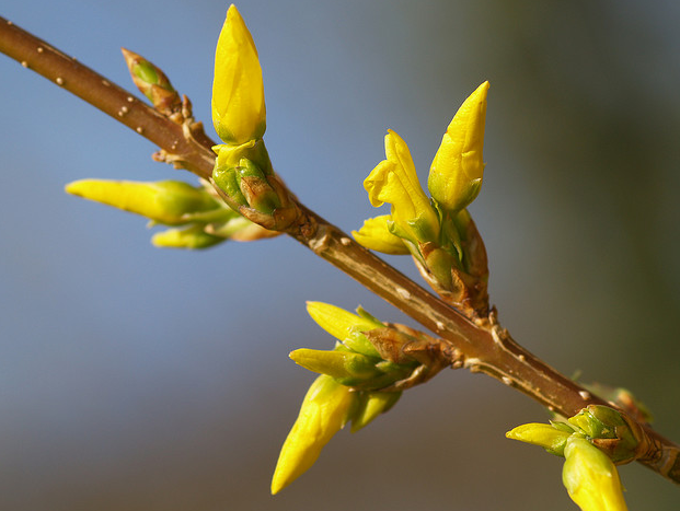 Forsythia buds picture.PNG