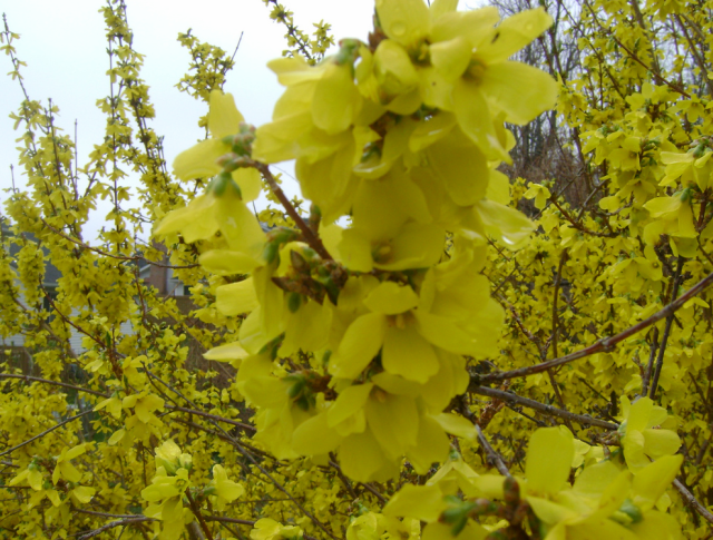 Forsythia flowers picture.PNG
