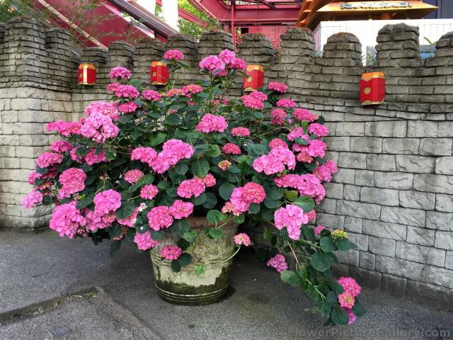 Pink Hydrangea Flowers in Large Planter @ Tivoli Gardens.jpg