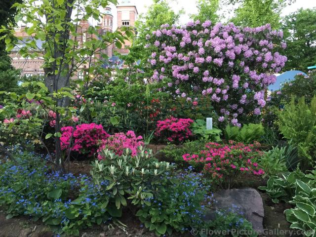 Beautiful Pink Magenta and Blue Flowers at Tivoli Gardens Denmark.jpg